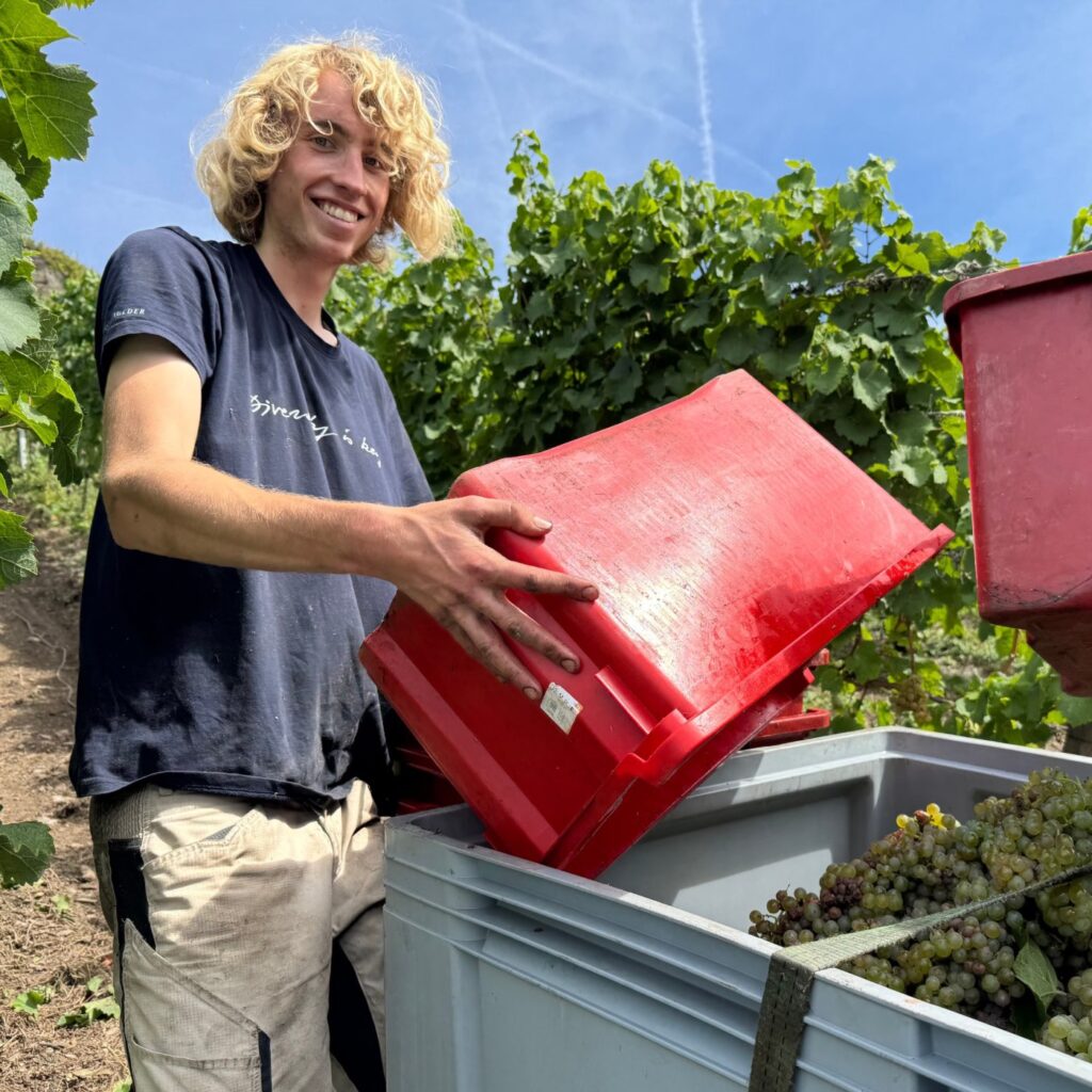 Jungwinzer Mosel Traubenlese
